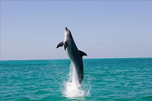 跳跃,海豚