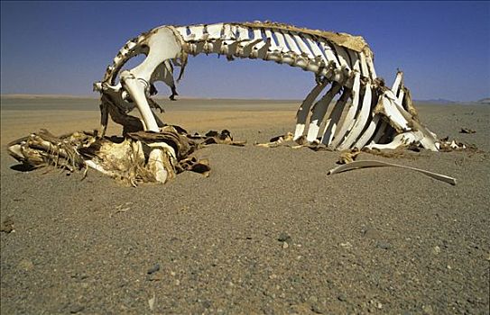 骆驼,骨骼,沙漠