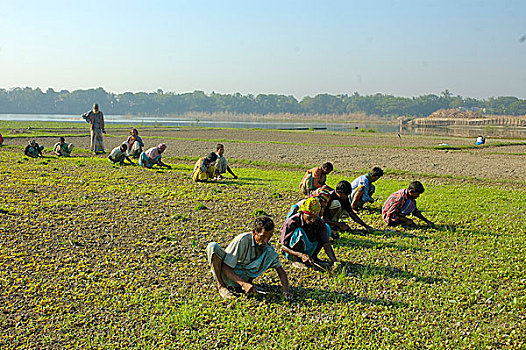 农业,达卡,孟加拉,十一月,2007年