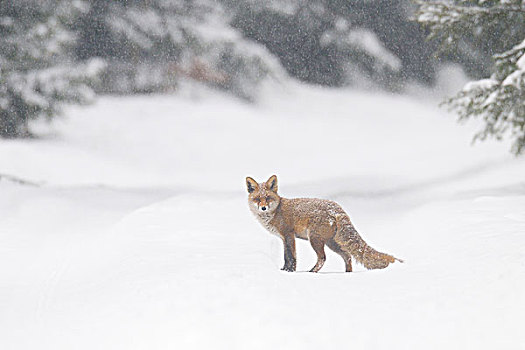 红狐,狐属,树林,冬天,下雪,巴伐利亚,德国