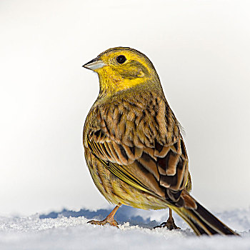 金翼啄木鸟,黄鹀,雪地,提洛尔,奥地利,欧洲