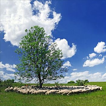 牧群,绵羊,放牧,靠近,艾希斯泰特,巴伐利亚,德国,欧洲