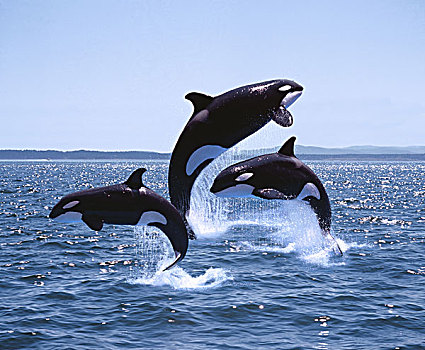 逆戟鲸,成年,幼兽,跳跃,加拿大