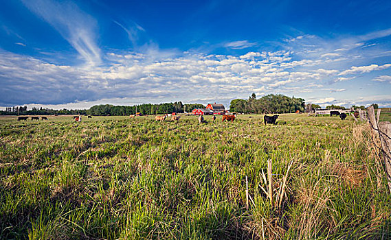 乳业,母牛,地点,红色,谷仓,背景,公园,艾伯塔省,加拿大