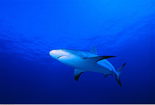 水下视角,加勒比礁鲨,巴哈马