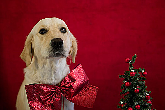 肖像,拉布拉多犬,穿,圣诞帽,围巾