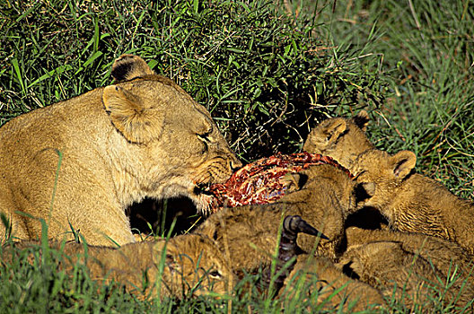 肯尼亚,马赛马拉,母狮,杀