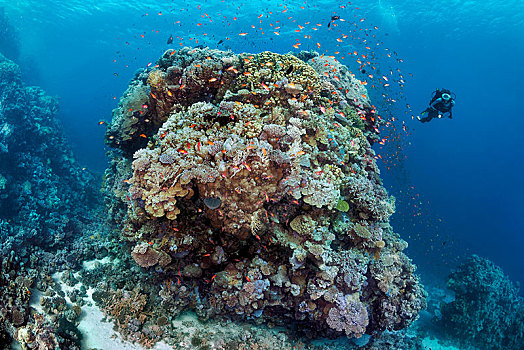 潜水,巨大,珊瑚,不同,石头,石珊瑚,成群,红海,埃及,非洲