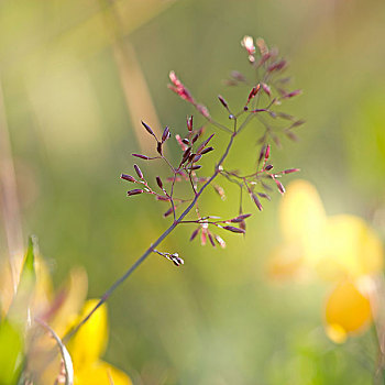 红色,稻草