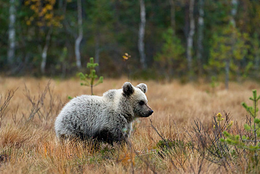 棕熊,幼小,北方针叶林,北方,卡瑞里亚,芬兰,欧洲