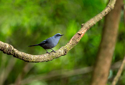 栖息于亚热带,热带的湿润山地林间的丽色奇鹛鸟