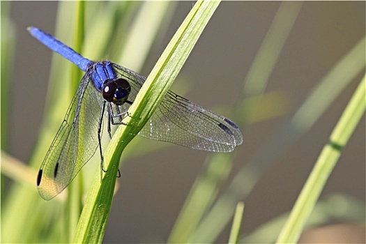 蓝色,蜻蜓,草叶