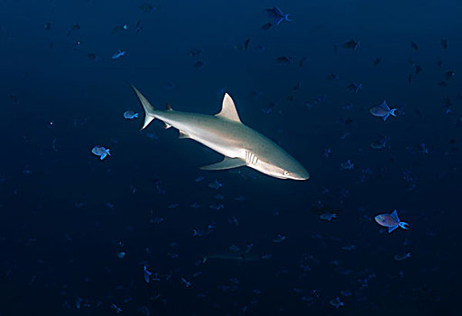 灰礁鲨,印度洋,马尔代夫,亚洲