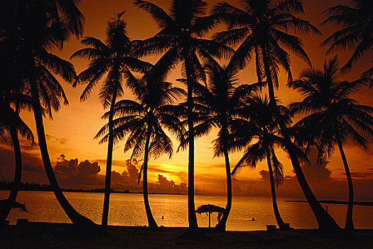 剪影,棕榈树,海滩,日落,天堂岛,巴哈马,加勒比海