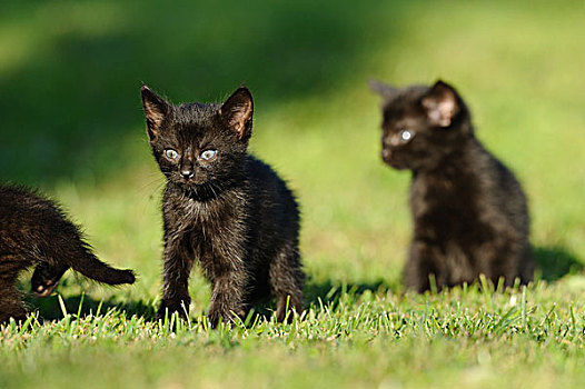 三个,小猫,草丛