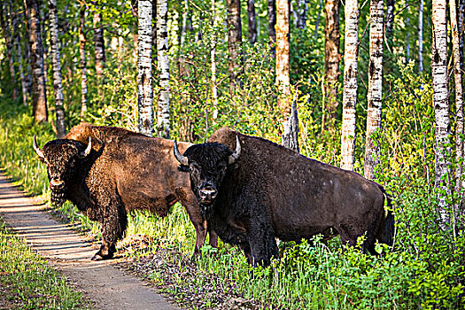 野牛,漫游,围挡,赖丁山国家公园,曼尼托巴,加拿大