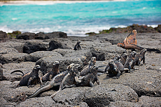 海鬣蜥,圣克鲁斯岛,加拉帕戈斯群岛,南美,北美