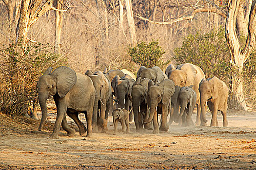 牧群,非洲,大象,移动,津巴布韦