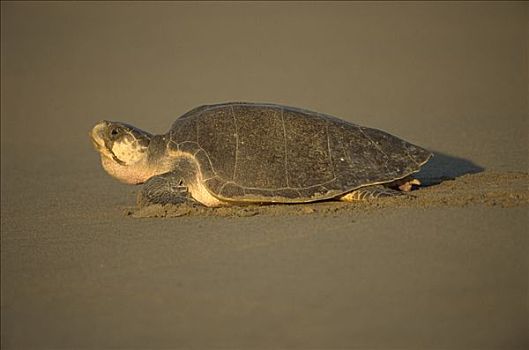 橄榄龟,太平洋丽龟,女性,海洋,产卵,太平洋海岸,瓦哈卡,墨西哥