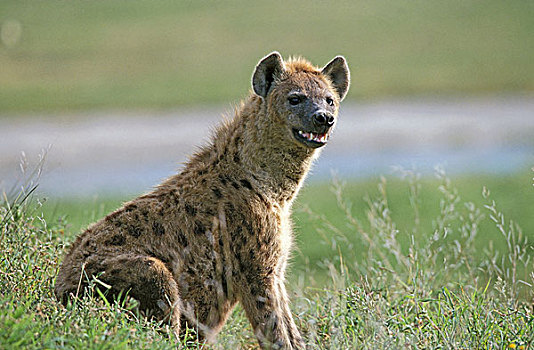 斑鬣狗,怀孕,女性,马赛马拉,公园,肯尼亚