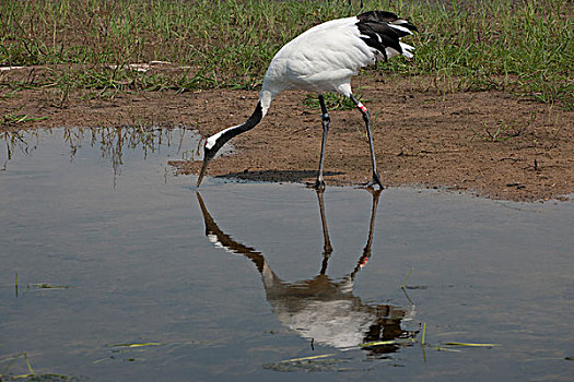 黑龙江齐齐哈尔扎龙丹顶鹤自然保护区沼泽湿地里的丹顶鹤