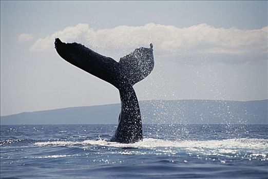 驼背鲸,大翅鲸属,鲸鱼,尾部,毛伊岛,夏威夷,提示,照相