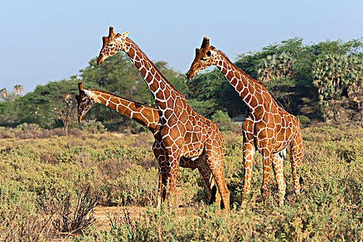 三个,长颈鹿,网纹长颈鹿,萨布鲁国家公园,肯尼亚,非洲