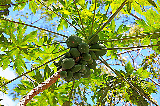 木瓜,番木瓜,水果,马达加斯加,非洲