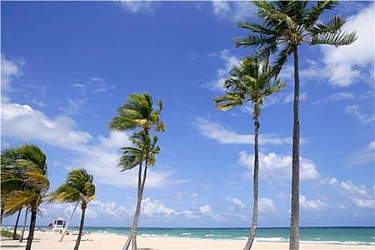 劳德代尔堡,热带沙滩,棕榈树