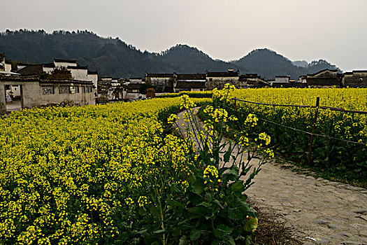 花海溢古村