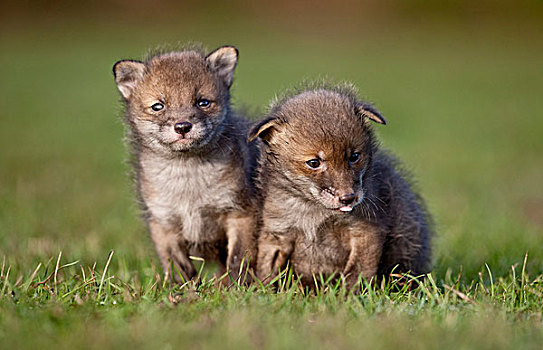 欧洲,红狐,狐属,两个,老,幼兽,站立,草,野生动物,救助,中心,肯特郡,英格兰,英国