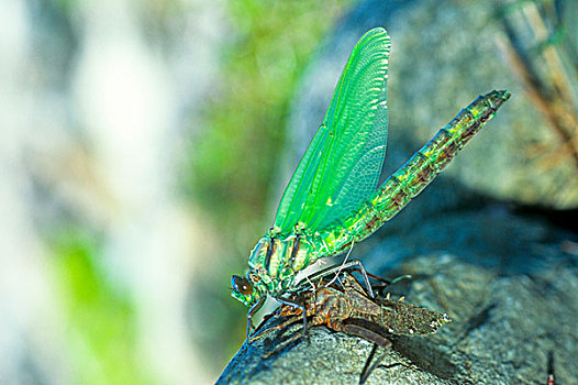 绿色,绿蜻蜓,蜻蜓,出现,蛇,刺