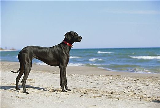 大丹犬,狗,自然,耳,站立,海滩
