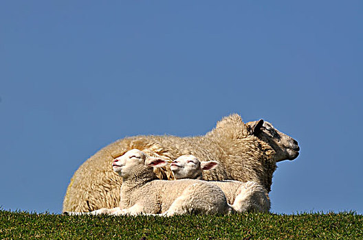 母羊,绵羊,羊羔,享受,温暖,太阳