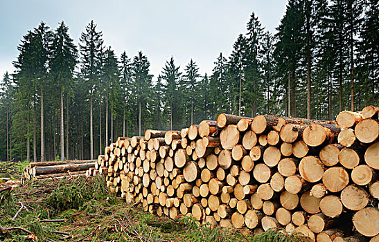 一堆,云杉,原木,奥登瓦尔德,黑森州,德国