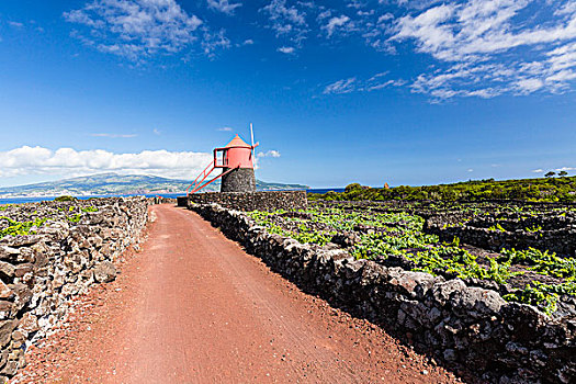 乡村道路,红色,风车,葡萄种植,地点,火山岩,石墙,蔽护,法亚尔,远景,皮库岛,亚速尔群岛,葡萄牙