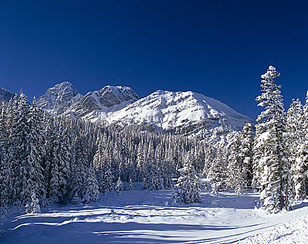 落基山脉,冬天,卡纳纳斯基斯县,艾伯塔省,加拿大