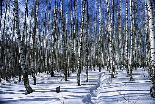 桦树,树林,莫斯科,俄罗斯