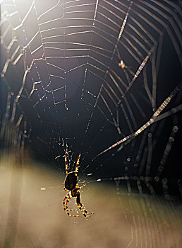 蜘蛛网