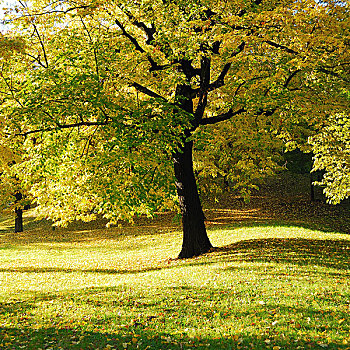 黄色,树,公园