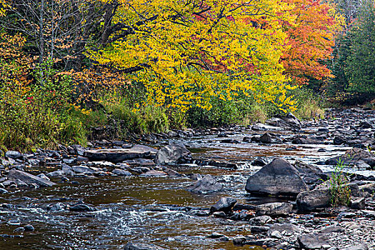 秋色,河,靠近,密歇根,美国