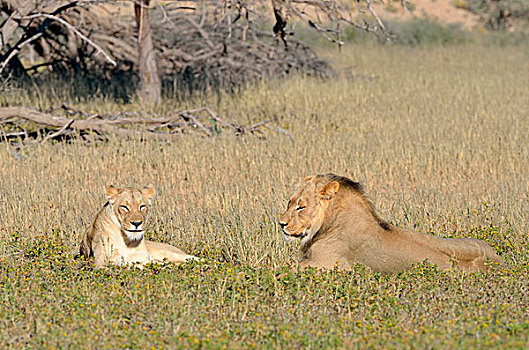 狮子,情侣,雄性,女性,卧,草,卡拉哈迪大羚羊国家公园,北开普,南非,非洲