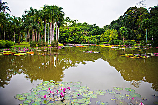 西双版纳植物园