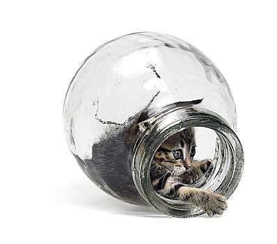 小猫,玩,玻璃瓶
