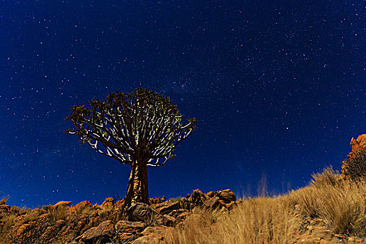抖树,箭筒树,二歧芦荟,正面,星空,天空,山,纳米比亚,非洲