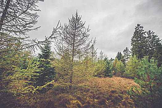 斯堪的纳维亚,树林,秋天,松树,多云,天气