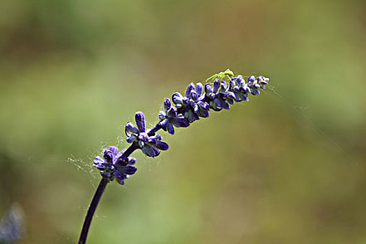 鼠尾草