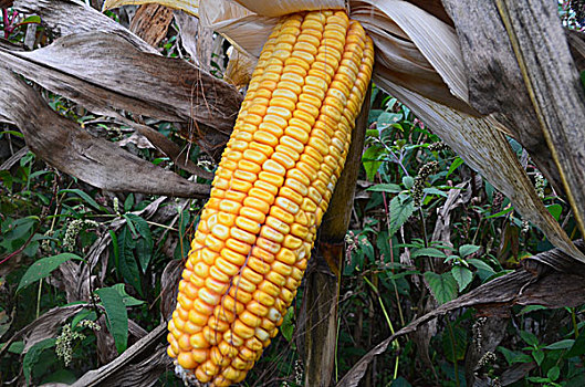 玉米棒,玉米,植物,粮食,主粮,生长,成熟期,景观