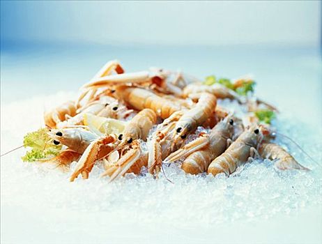 挪威海蛰虾,冰