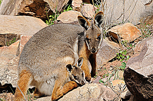 年轻,弗林德斯山国家公园,澳洲南部,澳大利亚